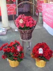 入荷いたしました。｜「青松花苑」　（愛知県小牧市の花キューピット加盟店 花屋）のブログ